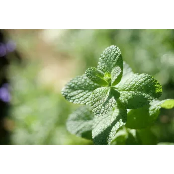Dry Stevia Leaf